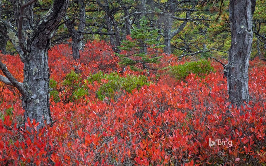 Highbush blueberry plants in Acadia National Park, Maine