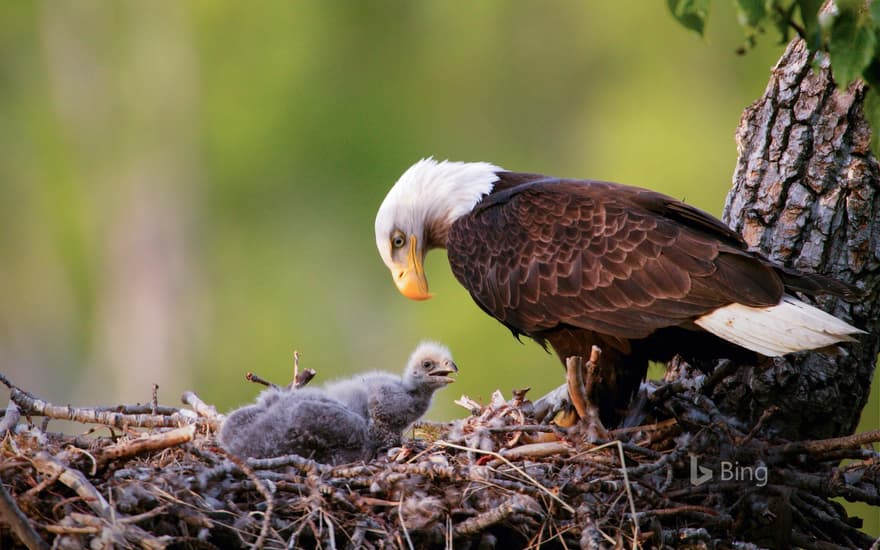 Bald eagles in Anchorage, Alaska