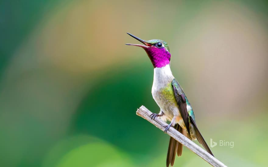 Amethyst woodstar hummingbird