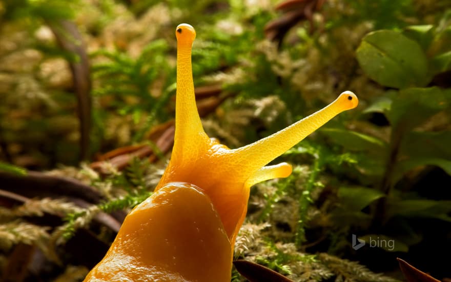 Banana slug in Prairie Creek Redwoods State Park, California