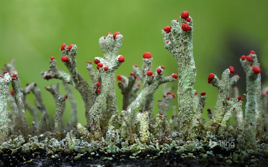 Cladonia floerkeana lichen in Eifel, Germany