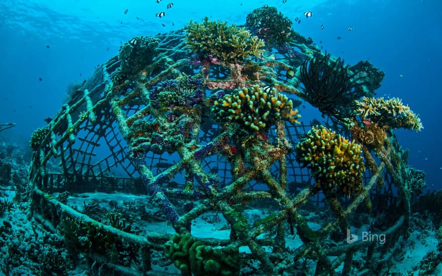 Biorock artificial reef off the Gili Islands, Indonesia