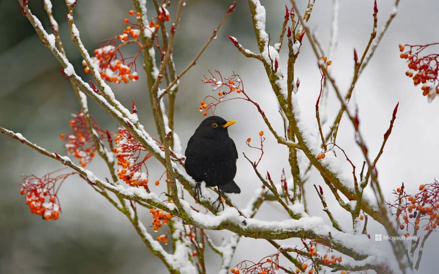 Blackbird in Essex, England