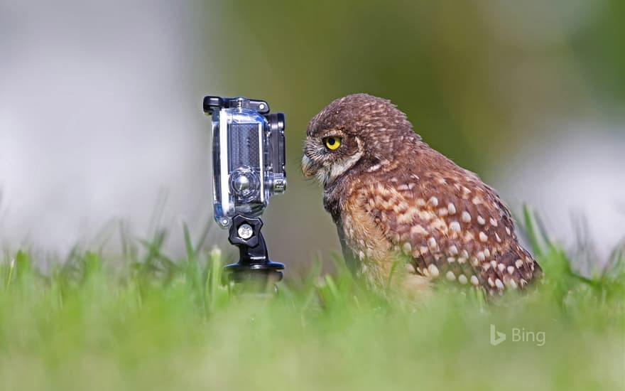 Burrowing owlet posing in Cape Coral, Florida