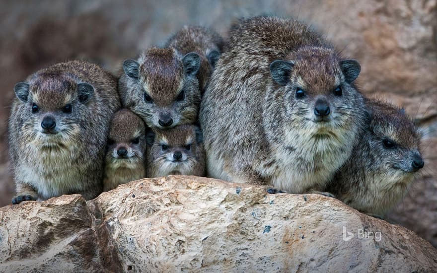 Bush hyrax colony in the Mara North Conservancy, Kenya