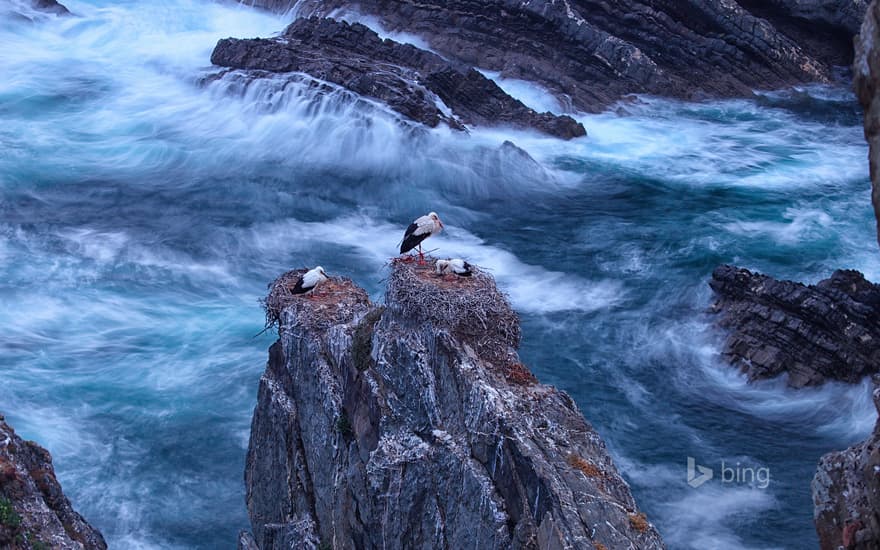 White storks at Cabo Sardão, Portugal