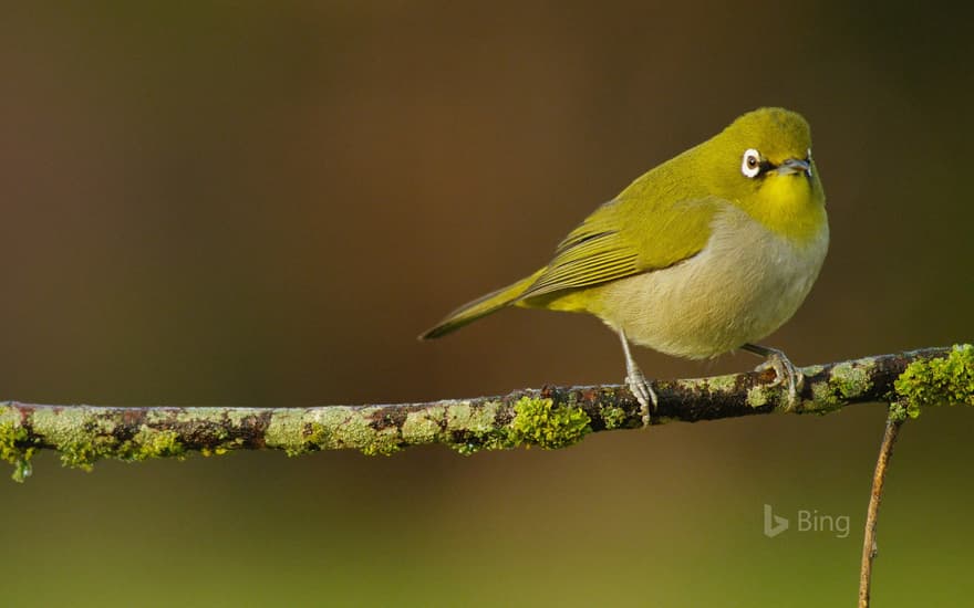 A Cape white-eye perched