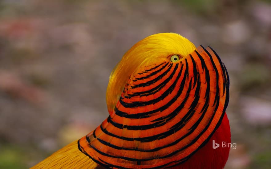 A golden pheasant