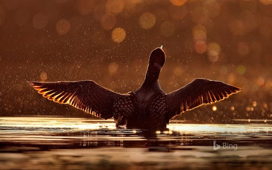 A common loon in the Superior National Forest, Minnesota