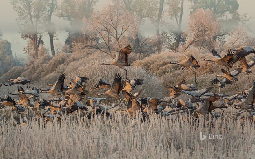 Common cranes in the Drömling wetland, Germany