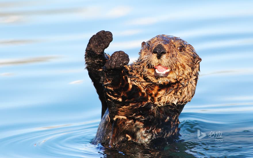 Sea otter