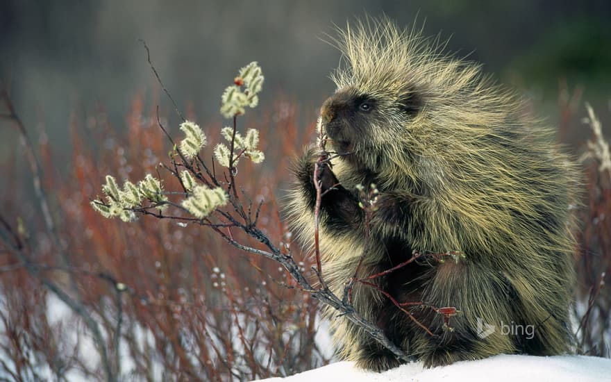 North American porcupine