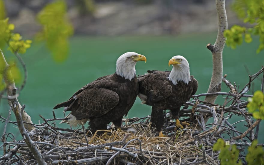 Bald eagle pair with a chick in their nest near the Yukon River, Yukon, Canada