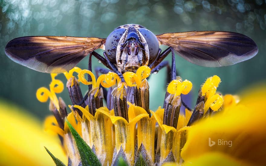 Close-up of a fly on flower stamens