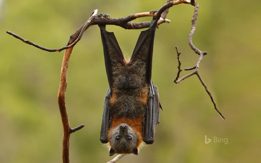 Grey-headed flying fox