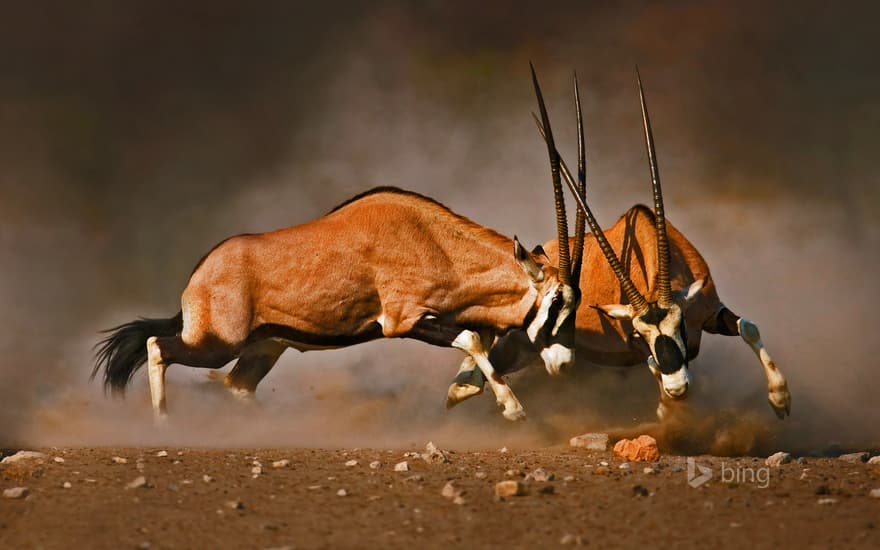 Male gemsboks clash at Etosha National Park, Namibia