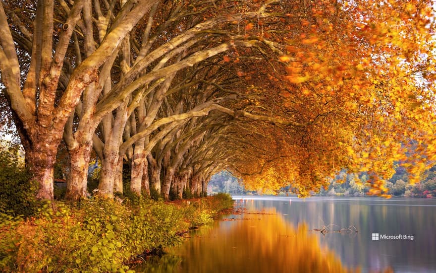 Autumn trees at Baldeneysee, NRW