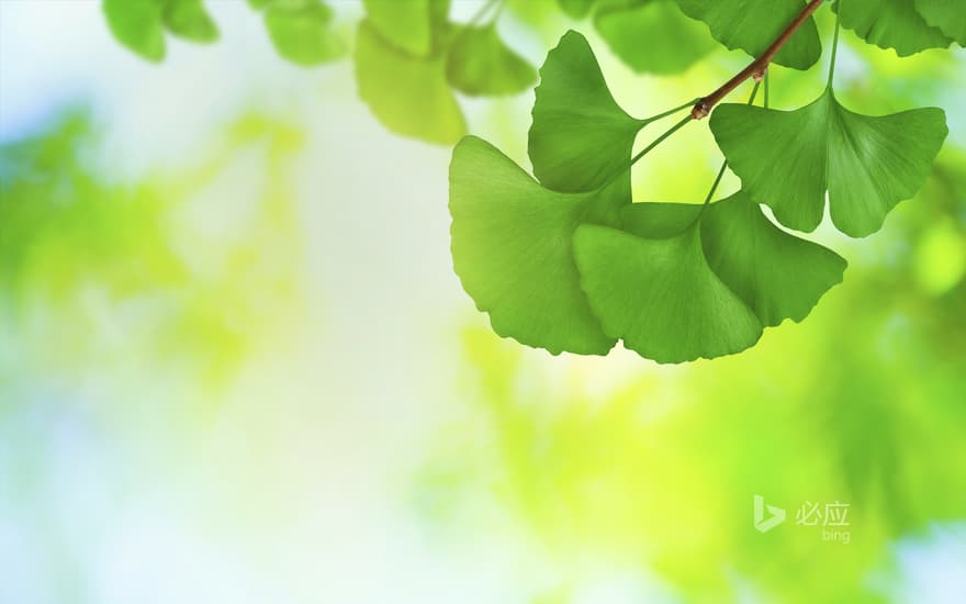 Lush ginkgo leaves