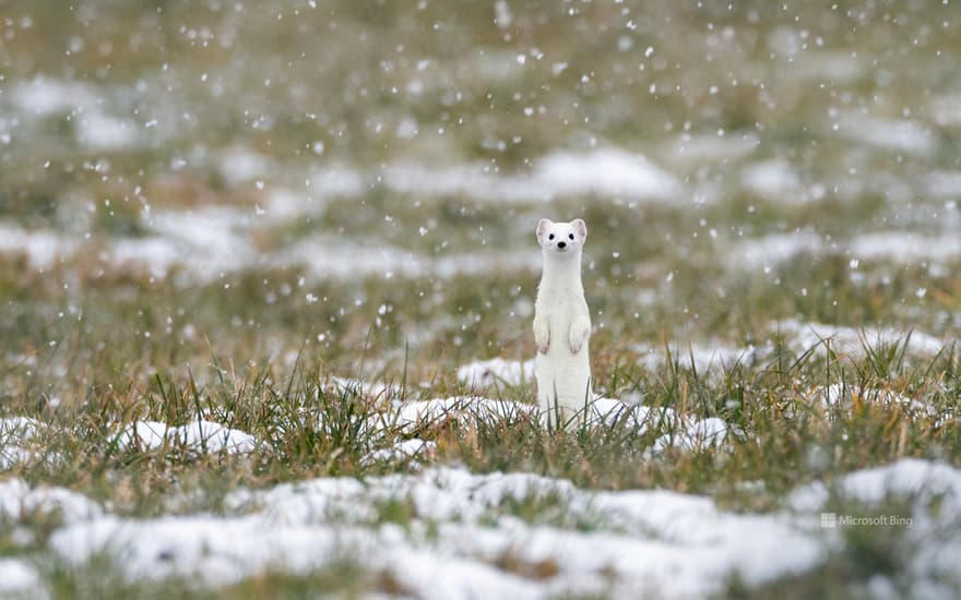 Stoat (Mustela erminea), Upper Bavaria, Germany