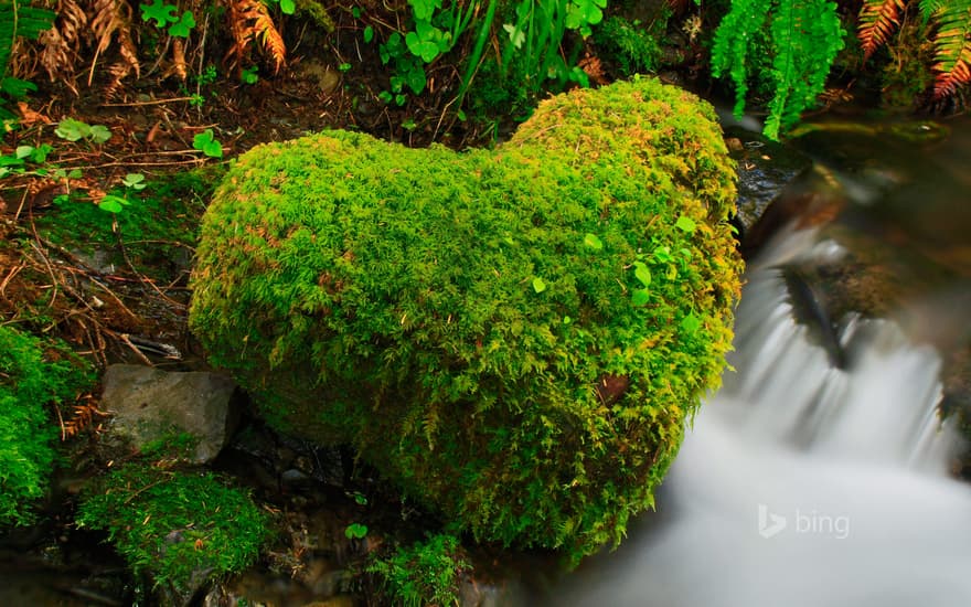 Hoh Rainforest, Olympic National Park, Washington, USA