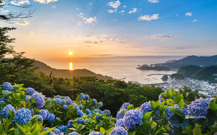 Hydrangea Hill, Kamo District, Shizuoka Prefecture