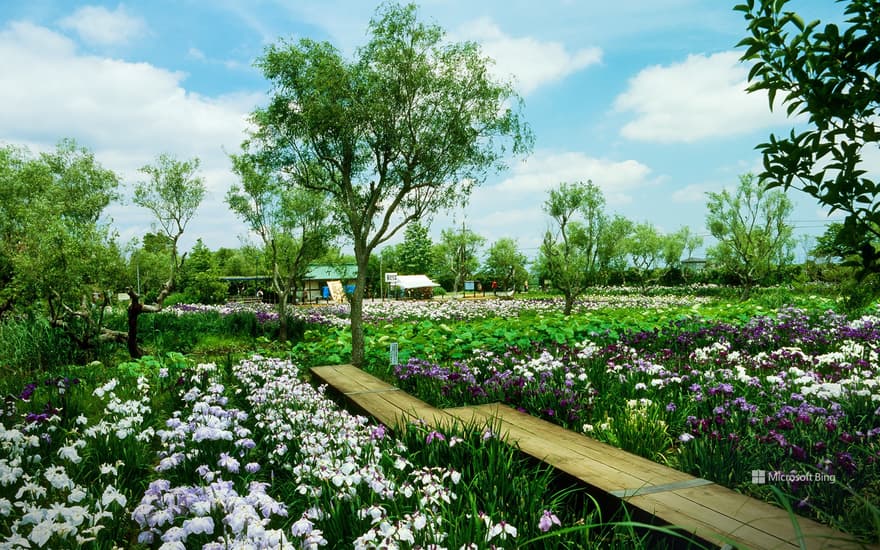 Suigou Sawara Iris Park, Katori City, Chiba Prefecture