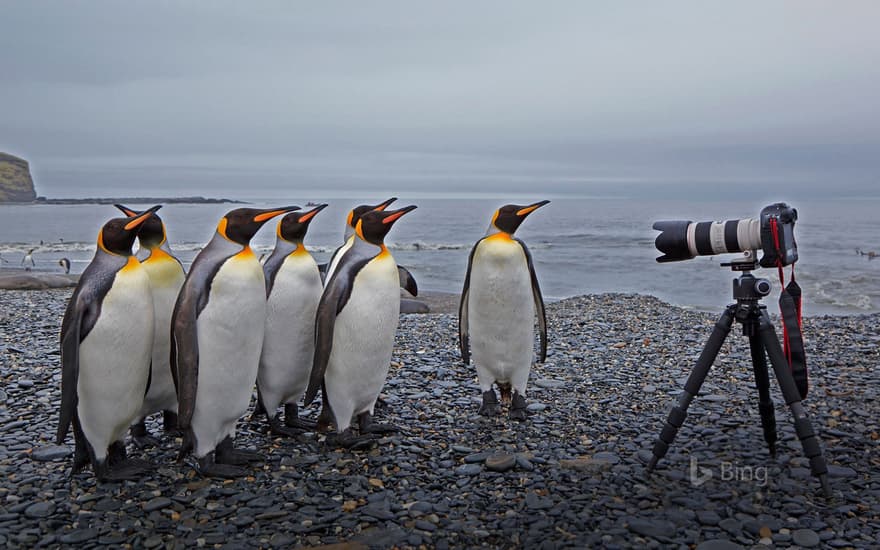 King penguins at St. Andrews Bay, South Georgia