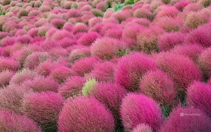 Red kochia, Ibaraki