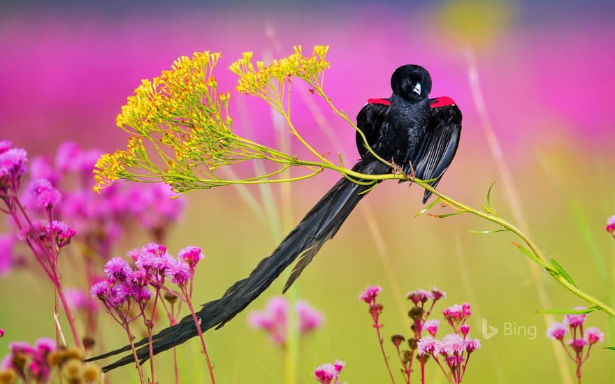 Long-tailed widowbird male, Rietvlei Nature Reserve, South Africa