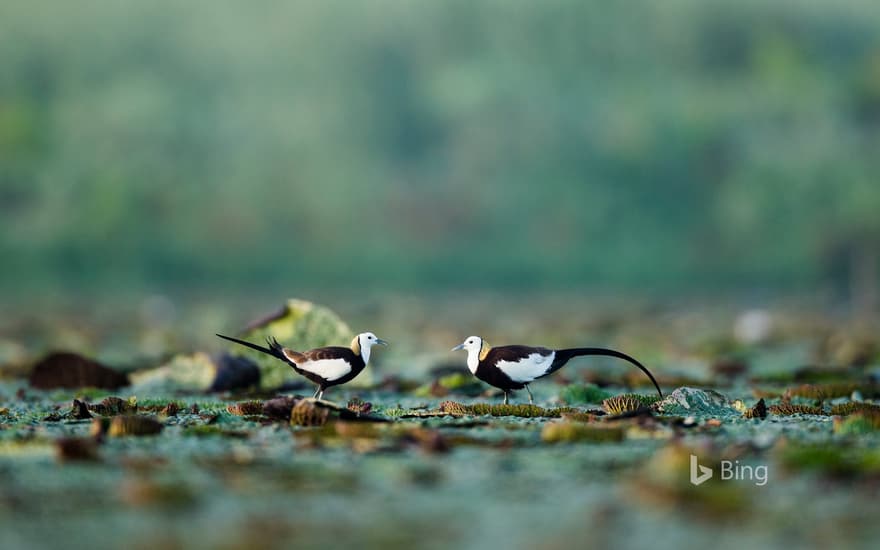 Pheasant-tailed jacanas, Chaisang District, China