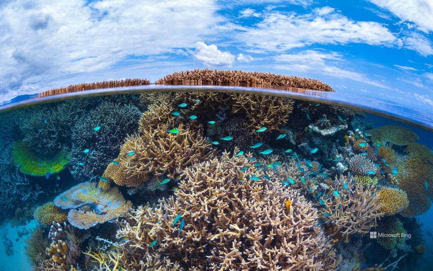 Coral reef in the Indian Ocean, Mayotte, France