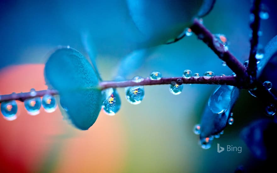 "Eucalyptus tree after the rain" Hiroshima