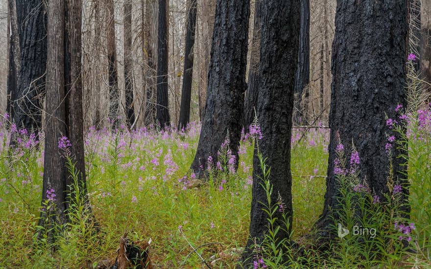 Fireweed in North Cascades National Park in Washington state