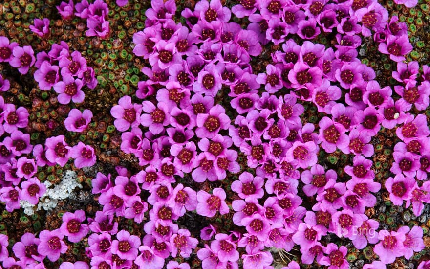 Purple Saxifrage (Saxifraga oppositifolia) in bloom Bathurst Island, Nunavut