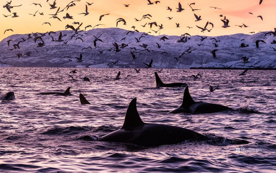 Killer whales in the waters off Spildra, Norway