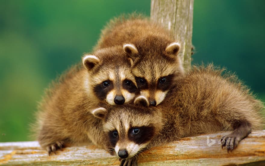 Three raccoons in Aspen Valley, Ontario