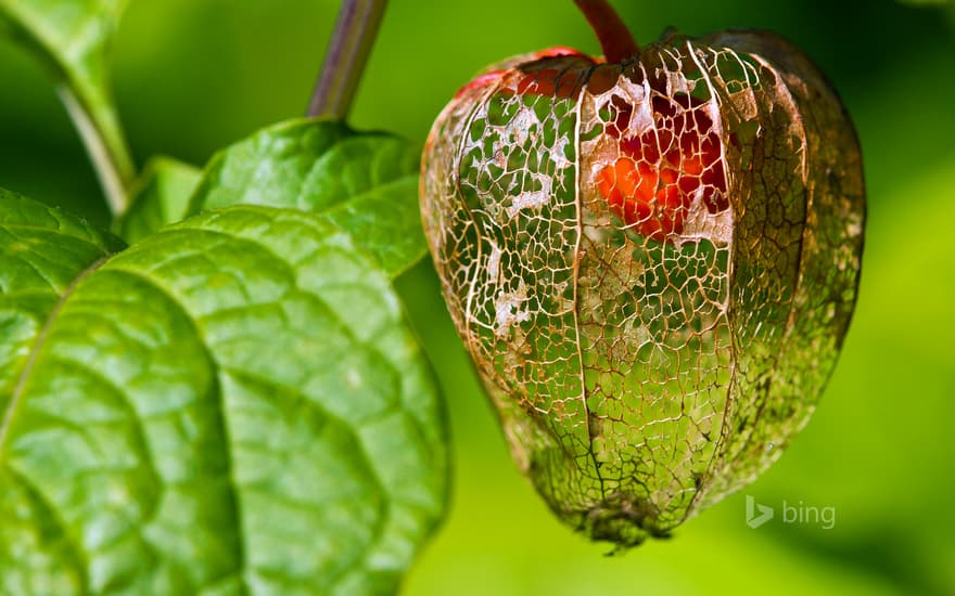 Chinese lantern fruit