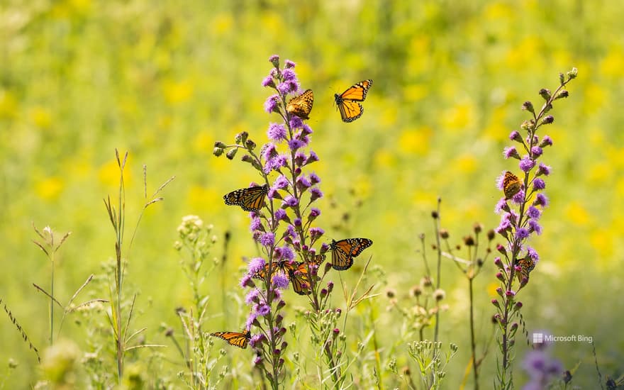 Monarch butterflies feeding from wildflowers