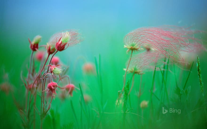 Prairie smoke blossoms