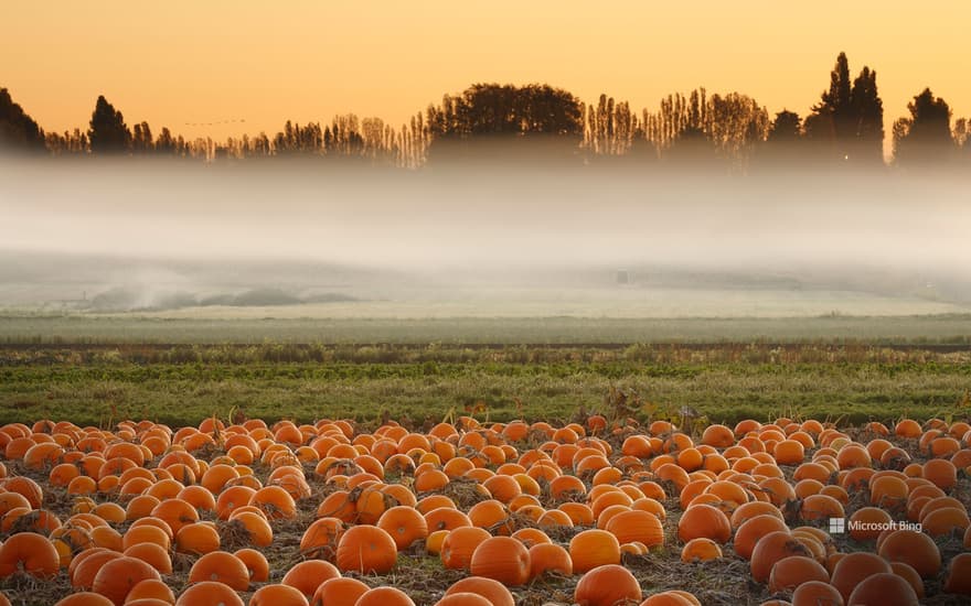 Pumpkin field, Victoria, British Columbia, Canada