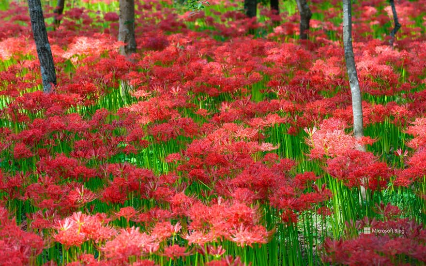 Red spider lilies in Kinchakuda, Hidaka City, Saitama Prefecture