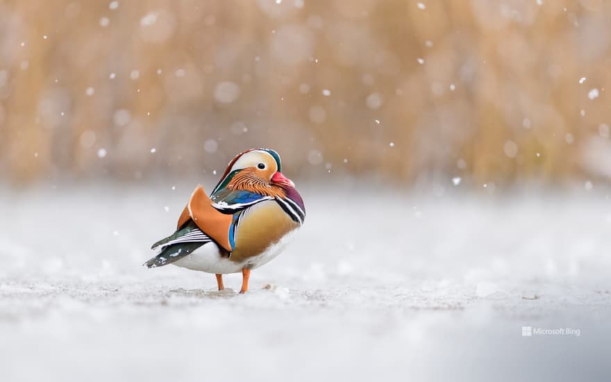 Mandarin duck, Richmond Park, London, England