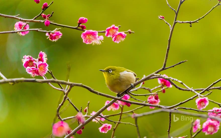 Warbling white-eye among plum blossoms in Yokohama, Japan