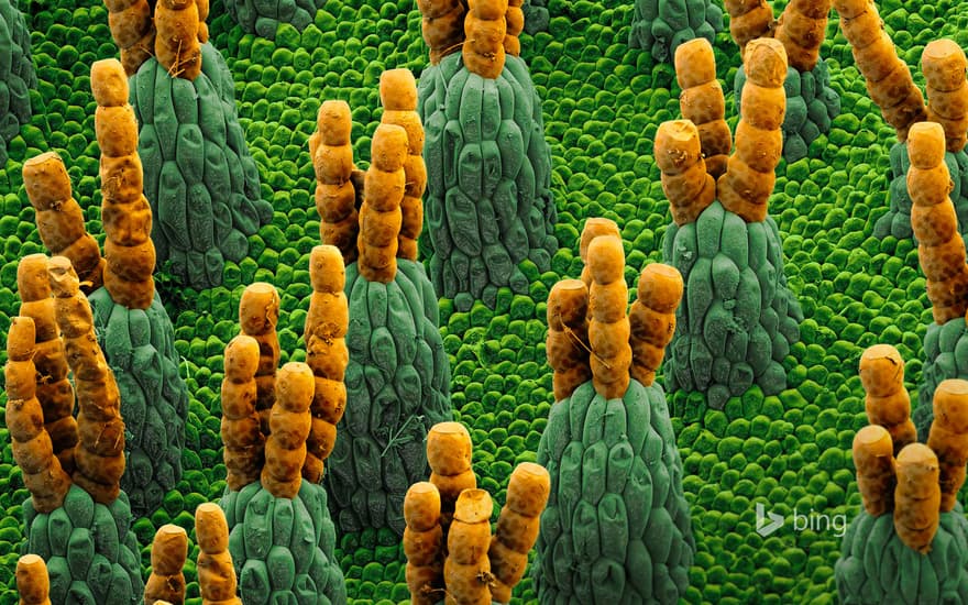 Microphotograph of giant salvinia, a water fern