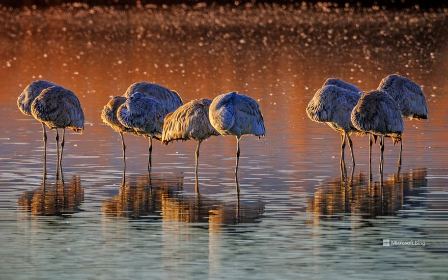 Sandhill cranes, Bosque del Apache National Wildlife Refuge, New Mexico, USA