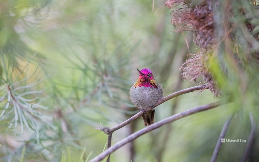 Anna's hummingbird, Santa Cruz, California, USA