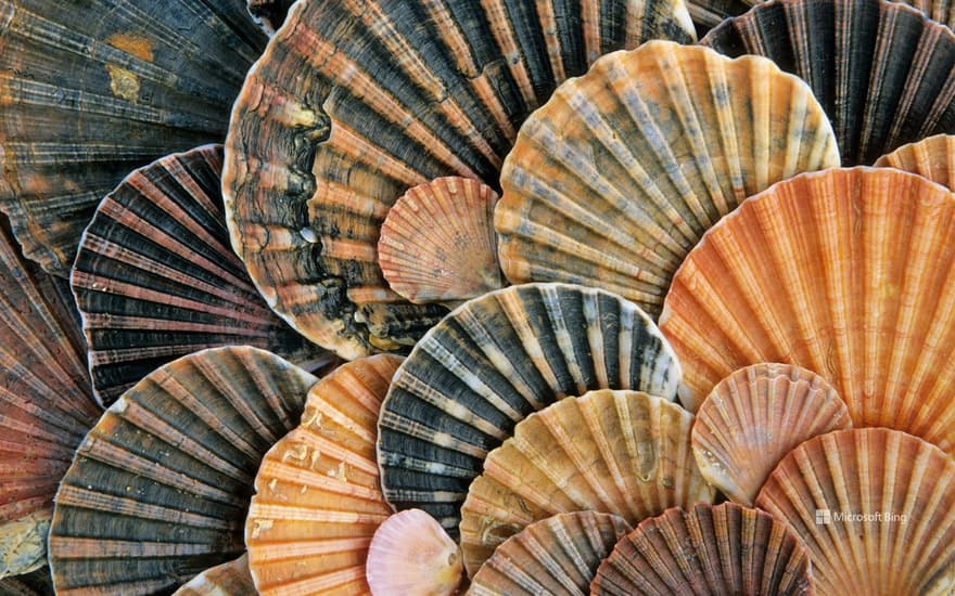 Conchas de Santiago, Donana National Park, Andalusia, Spain