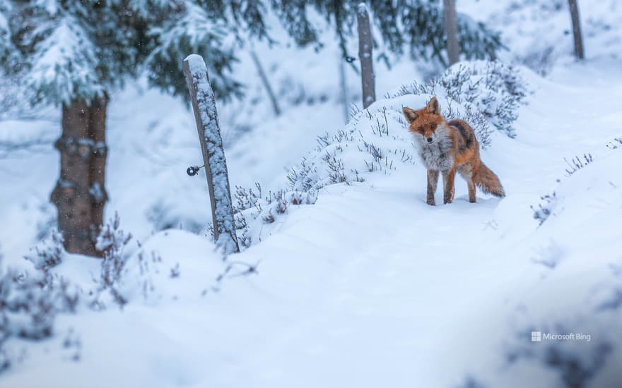 Red fox, Lac des Truites, Soultzeren, Alsace, France