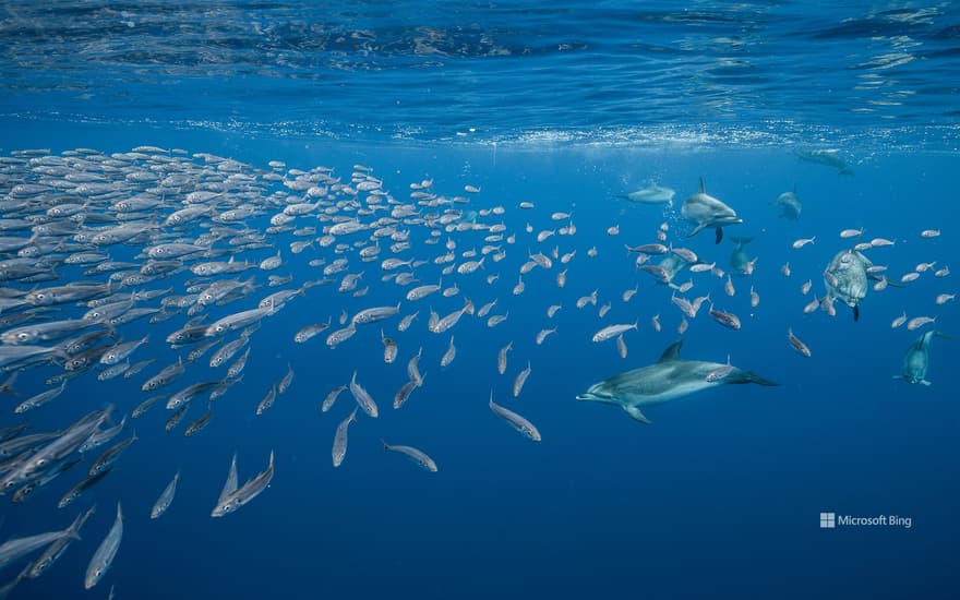 Atlantic spotted dolphins near Santa Maria Island, Azores, Portugal