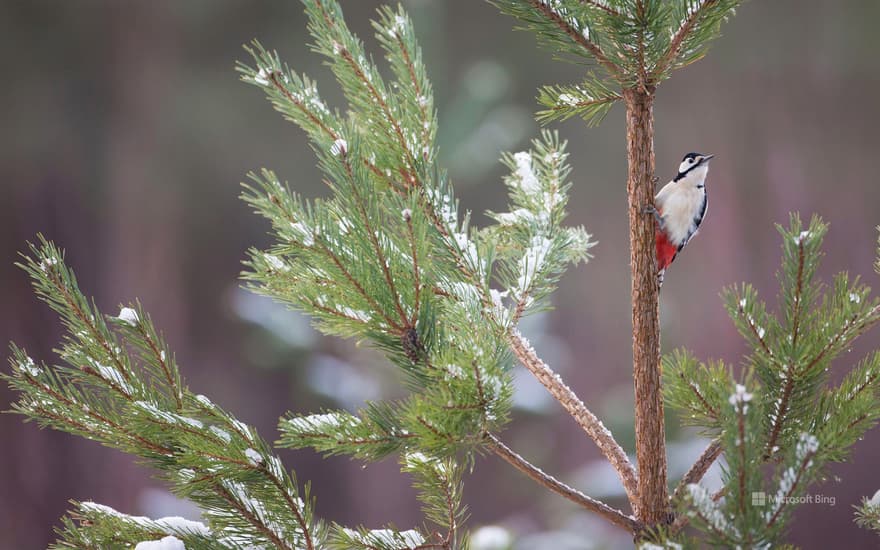 Great spotted woodpecker on Scots pine tree, Glenfeshie, Cairngorms National Park.